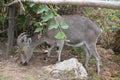 Wild goat Nilgiri Tahr Royalty Free Stock Photo