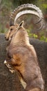 Wild Goat Rearing Up in Air