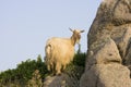 Wild Goat - Sardinia, Italy