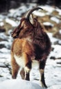Wild goat in snow Royalty Free Stock Photo