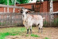 A wild goat stands on the grass near the fence in the open-air zoo. Keeping animals in captivity