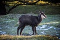 Wild goat Royalty Free Stock Photo