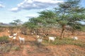 Wild Goats in Africa Royalty Free Stock Photo