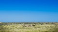 Wild Goats Australia Bush Royalty Free Stock Photo