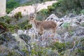Wild goats on Calamorro peak sight viewpoint Royalty Free Stock Photo