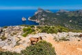 Wild Goats in Cap Formentor Mallorca Royalty Free Stock Photo