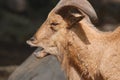 Wild goats Royalty Free Stock Photo