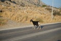 Wild goats, Capra aegagrus, ran across the Eparchiaki Odos Lardou-Lindou highway. Pefki, Rhodes Island, Greece Royalty Free Stock Photo