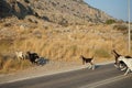 Wild goats, Capra aegagrus, ran across the Eparchiaki Odos Lardou-Lindou highway. Pefki, Rhodes Island, Greece Royalty Free Stock Photo