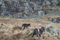 Wild Goats in the Galloway Forest Park in Scotland. Royalty Free Stock Photo