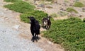 Wild goats graze