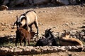 Wild goats grazing on mountains, rocks background.  Animals Royalty Free Stock Photo