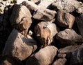 Wild goats grazing on mountains, rocks background. Animals Royalty Free Stock Photo