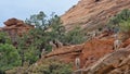 Wild goats on hillside in Zion National Park, Utah