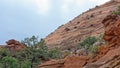 Wild goats in Zion National Park, Utah