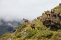 Wild goats Royalty Free Stock Photo