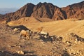 The wild goats in mountains of Eilat Royalty Free Stock Photo