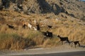 Wild goats ran across the Eparchiaki Odos Lardou-Lindou highway. Pefki, Rhodes Island, Greece Royalty Free Stock Photo