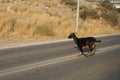 Wild goats ran across the Eparchiaki Odos Lardou-Lindou highway. Pefki, Rhodes Island, Greece Royalty Free Stock Photo