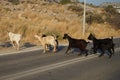 Wild goats ran across the Eparchiaki Odos Lardou-Lindou highway. Pefki, Rhodes Island, Greece Royalty Free Stock Photo