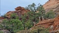 Wild goats in Zion National Park Royalty Free Stock Photo