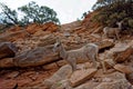 Wild goats on rocks Royalty Free Stock Photo