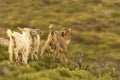 Wild goats running out in the nature. Royalty Free Stock Photo
