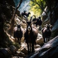 Wild goats in Samaria