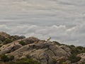 wild goats on Sardinian rocks Royalty Free Stock Photo