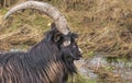 Wild Goats in Scotland. Royalty Free Stock Photo