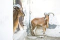 Wild goats in Tozeur Zoo Royalty Free Stock Photo