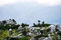 Wild goats walking on the rocks in Greece Royalty Free Stock Photo