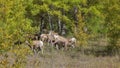 Wild goats in the woods at Banff national park Royalty Free Stock Photo