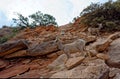 Wild goats in Zion National Park Royalty Free Stock Photo