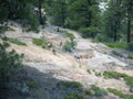 Wild Goats in Zion National Park In Utah USA Royalty Free Stock Photo