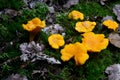 Wild golden chanterelle mushrooms in the forest. Edible autumn mushrooms