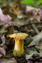 Wild golden-colored delicacy chanterelle mushroom in the forest amount green moss, wild edible mushrooms, close up Royalty Free Stock Photo