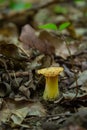 Wild golden-colored delicacy chanterelle mushroom in the forest amount green moss, wild edible mushrooms, close up Royalty Free Stock Photo