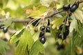 Wild golden currant.