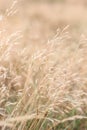 Wild golden grasses in summer time, blurred in the background Royalty Free Stock Photo