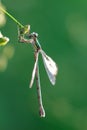 Wild golden grey dragonfly anax imperator Sympetrum Fonscolombii on green background