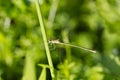 Wild golden grey dragonfly anax imperator Sympetrum Fonscolombii