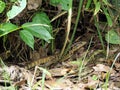 Wild Golden Tegu Lizard in a forest in tropical Suriname South-America