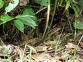Wild Golden Tegu Lizard in a forest in tropical Suriname South-America