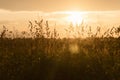 Wild golden yellow grasses at sunset. Macro image, shallow depth of field Royalty Free Stock Photo