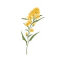 Wild goldenrod flower. Vintage botanical drawing of medical floral plant. Solidago nemoralis, meadow herb. Realistic Royalty Free Stock Photo