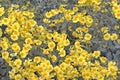 Wild Goldfields Blooming