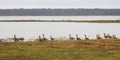 Wild goose bird on grass in flood field, Lithuania Royalty Free Stock Photo