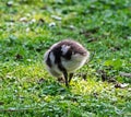 Wild goose chick