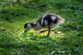 Wild goose chick